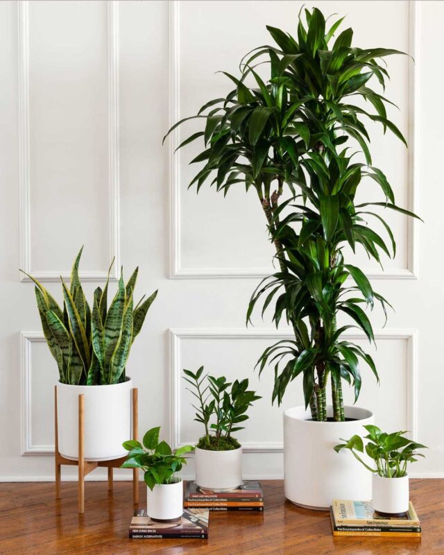 Best Plants for Indoor Air Quality